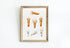 Vintage Wall Art - Squid Varieties by Scientific Illustration